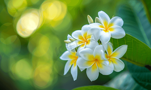 植物花卉摄影照片_鸡蛋花非常美丽在泰国很受欢迎