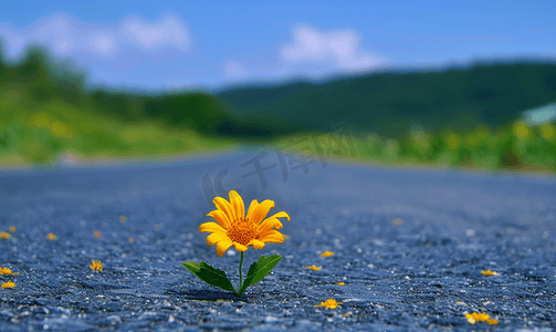 锡纸黄花鱼摄影照片_路上的一朵黄花