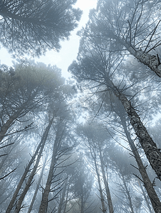 查看树木上雾森林内部的垂直视图
