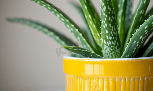 黄色陶瓷盆室内植物家庭园艺中芦荟植物的特写