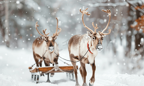 冬季森林中驯鹿雪橇的肖像