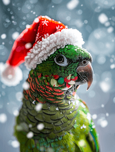 圣诞圣诞帽摄影照片_戴着圣诞十字帽的绿颊鹦鹉