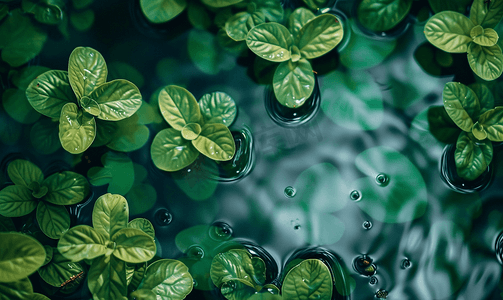 植物纹理摄影照片_热带池塘表面水浮植物的顶视图自然背景