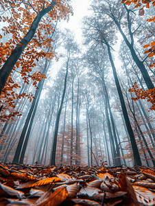 雾光摄影照片_查看树木上雾森林内部的垂直视图