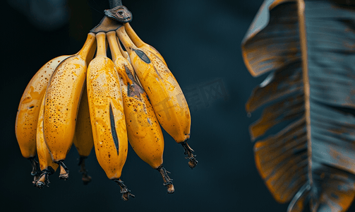 一枝美味的黄香蕉成熟的香蕉