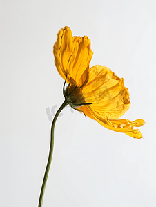 干花植物摄影照片_黄色花干孤立在白色背景
