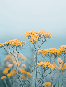 野生黄花西洋蓍草药用植物