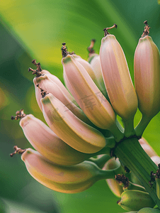 香蕉花与香蕉树上的年轻香蕉果