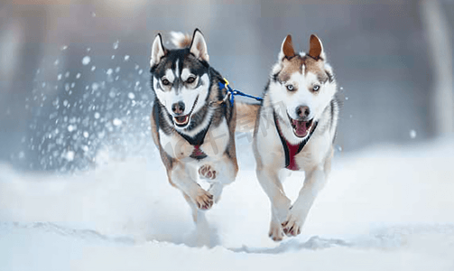 哈士奇犬和指示犬参加雪橇犬比赛
