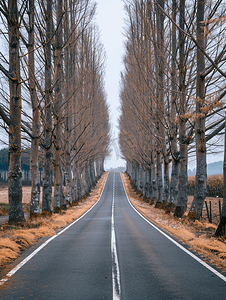 道路沿线设有防风林