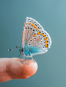 一只普通的蓝色蝴蝶停在手指上