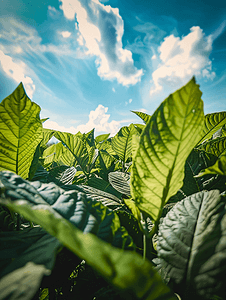 农村经济摄影照片_蓝天下的烟草种植园大绿叶