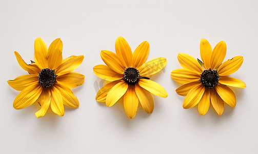 美丽的三重奏盛开的金光菊花朵