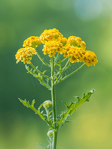 野生黄花西洋蓍草药用植物