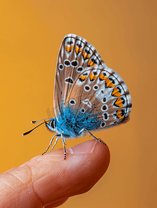 一只普通的蓝色蝴蝶停在手指上