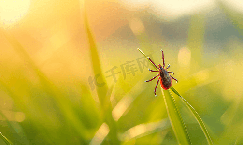 毛骨悚然摄影照片_一只蜱虫坐在一片草叶上