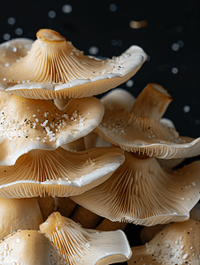 既往开来再创辉煌摄影照片_美味的腌制蘑菇在黑色背景上被隔离开来腌制蜂蜜真菌