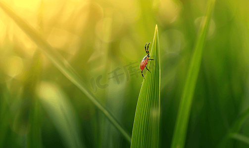 勾摄影照片_一只蜱虫坐在一片草叶上