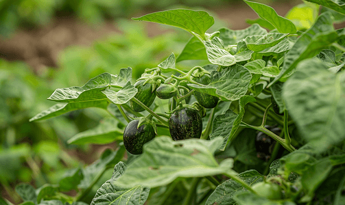 花园中毛果茄子或茄属植物的绿叶图案