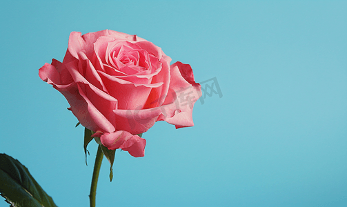 玫瑰粉摄影照片_蓝色背景上的天然粉红玫瑰花