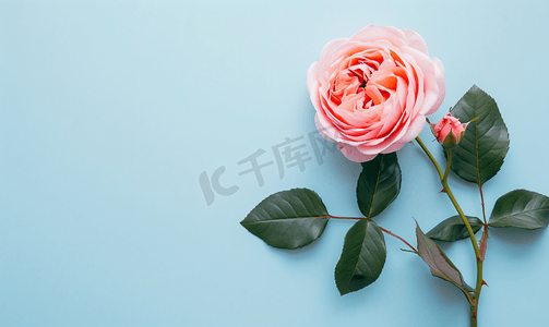 室内蓝色背景摄影照片_蓝色背景上的天然粉红玫瑰花