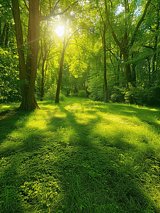 美丽的景色进入茂密的绿色森林明亮的阳光投射出深深的阴影