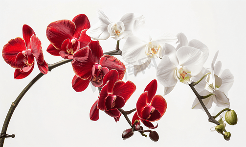 斑点花摄影照片_红色和白色的兰花开花和盛开