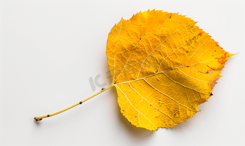 白杨树摄影照片_孤立的白杨树秋黄色落叶