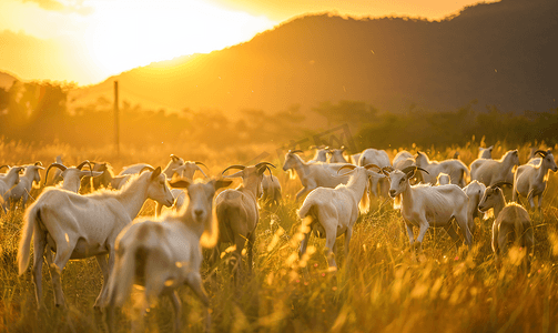 泰国华富里日落时在草地上散步的山羊群