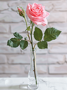 桌上玻璃花瓶中插着一朵粉色玫瑰