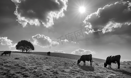 黑白奶牛在山上吃草明亮的阳光