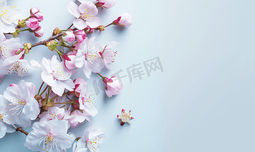 约会樱花季摄影照片_粉色和白色的樱花