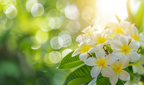 树上的白色和黄色鸡蛋花鸡蛋花花