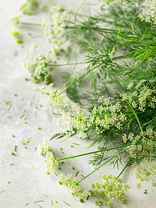 开花的莳萝植物和胡萝卜的绿叶