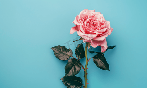 玫瑰粉摄影照片_蓝色背景上的天然粉红玫瑰花