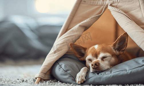 棕色短毛吉娃娃狗睡在帐篷里的灰色床垫上