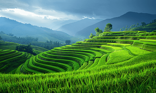 泰国清迈绿色梯田鲜艳的色彩效果