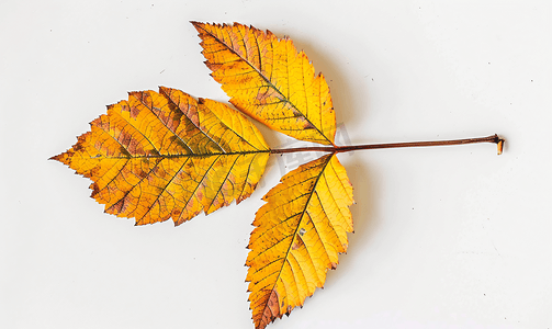 秋季黄色背景摄影照片_秋季七叶树的碎黄叶