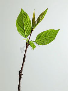 树枝背面有两片七叶树叶