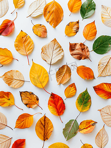 秋季黄色背景摄影照片_各种杂色树叶的秋天背景