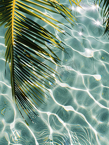 棕榈叶透明热带水纹理图片