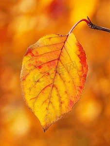柿树秋天详细的彩色叶子垂直视图