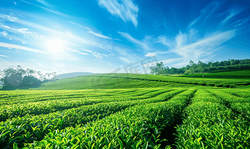 早晨蓝天茶园景观美丽的茶田