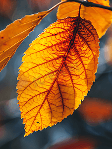 柿子特写摄影照片_柿树秋天详细的彩色叶子垂直视图
