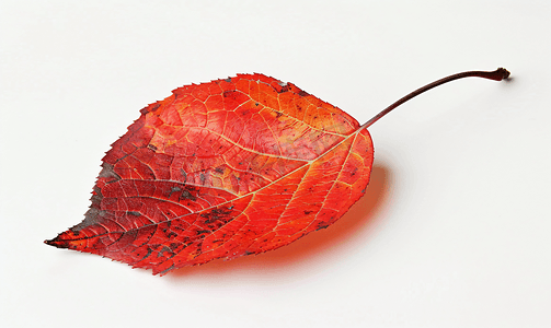 白杨树摄影照片_白杨树红色落叶的背面