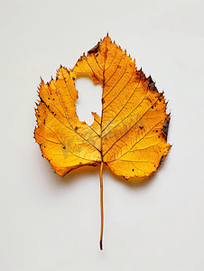 秋季黄色背景摄影照片_落下的有孔的黄色桦树叶子被隔离