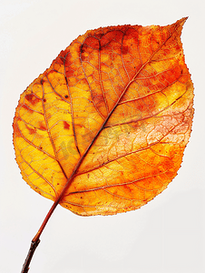 柿子特写摄影照片_柿树秋天详细的彩色叶子垂直视图