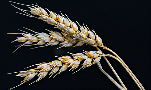 耳朵成熟的小麦黑色背景