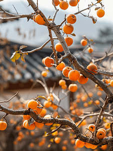 橙色果树摄影照片_韩国水原柿子树的图片