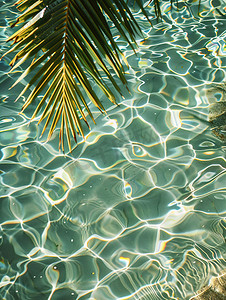 树叶纹理摄影照片_棕榈叶透明热带水纹理摄影照片